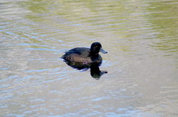 canard lake mirror
